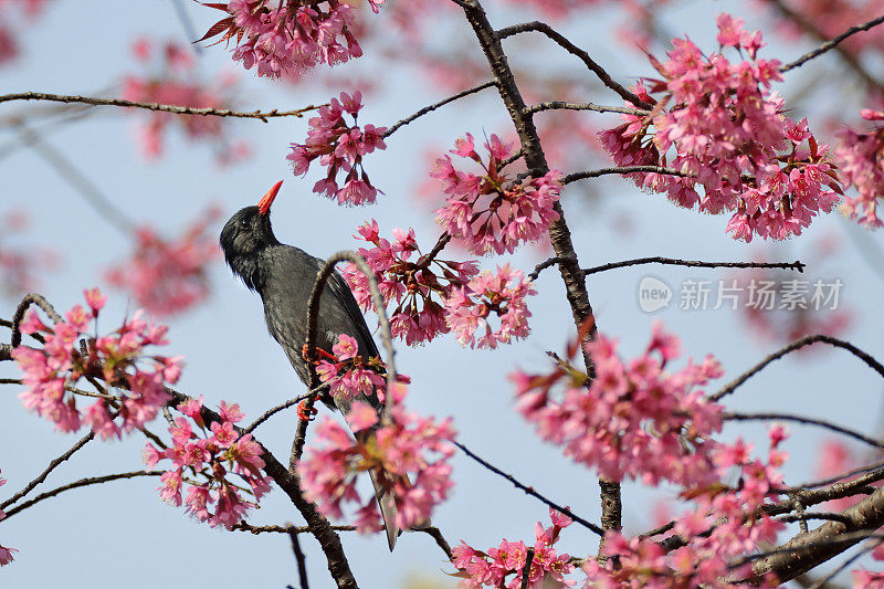 鹎鸟:成年黑鹎(Hypsipetes leucocephalus)，又称喜马拉雅黑鹎或亚洲黑鹎。